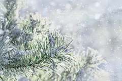 结霜的日子里，针叶上结满白霜的松枝。冬天的背景。雪下降。