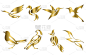 一套黄金矢量图像的各种鸟类，如苍鹭，蜂鸟，喜鹊，猎鹰，海鸥和龙头bulbul良好的使用象征吉祥物图标