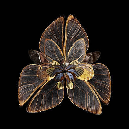 用昆虫的翅膀组成盛开的蝴蝶“花”。（vi...