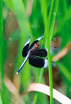 美丽的自然风景蜻蜓。蜻蜓在自然栖息地用作背景或壁纸。写文章的概念。叶蜻蜓。