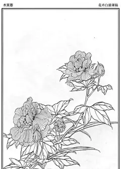 花草 - 高清图片，堆糖，美图壁纸兴趣社区