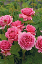 亚历山德拉公主 Princess Alexandra of Kent (Ausmerchant)