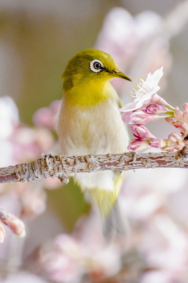 Photograph white-eye...