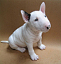 bull terrier