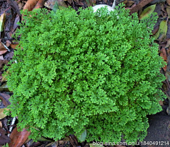 Tinaguoguo采集到植物品种