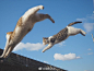 日本摄影师五十嵐健太摄影作品《 飛び猫 》，有点可爱哟！2018年你有猫了吗 ​​​​