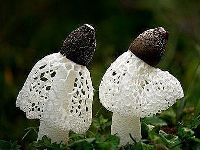 竹荪是寄生在枯竹根部的一种隐花菌类，形状略似网状干白蛇皮，它有深绿色的菌帽，雪白色的圆柱状的菌柄，粉红色的蛋形菌托，在菌柄顶端有一围细致洁白的 ...