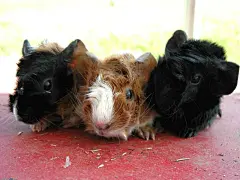 可爱的小豚鼠电脑桌面高清壁纸桌面壁纸4