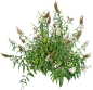 醉鱼草（白色）