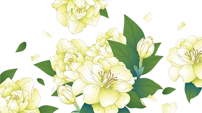 茉莉花