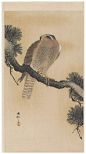 日本画家小原古邨工笔花鸟作品欣赏 —— 小原古邨（おはらこそん，Ohara）（1877年-1945年），日本画家，本名小原又雄，1877年生于日本金泽，日本画家铃木华邨的学生。他的作品以花鸟、植物、动物为主。细腻逼真，色彩柔和流畅，是极为精致的室内装饰画。在美国Ernest Fenollosa博士的指引下，创作了许多销往美国的kacho-ga作品。
