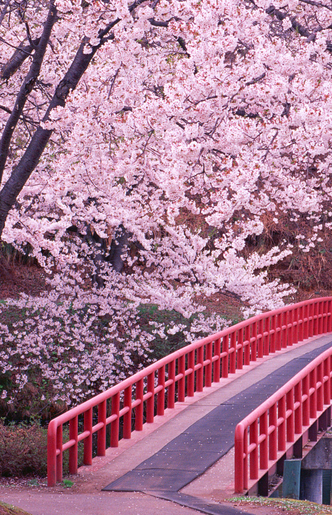 Small bridge in the ...