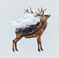 Double Exposure - Deer : Creative multifunctional Photoshop Action convert your images into professional art work within moments. Easy to customise and improve. This action successfully tested and working on Photoshop CC 2017.