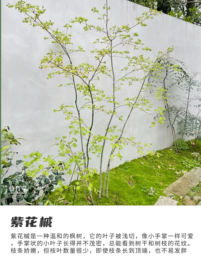 杂木风庭院常用植物合集丨养护技巧全是干货。日本小叶梣 又称“ - 抖音-花瓣网