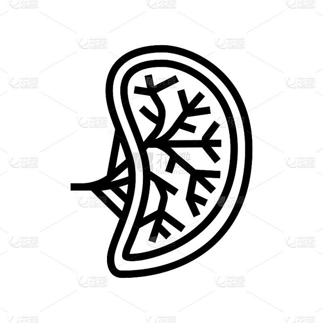 脾人体器官线图标矢量插图