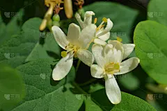 明天金银花
