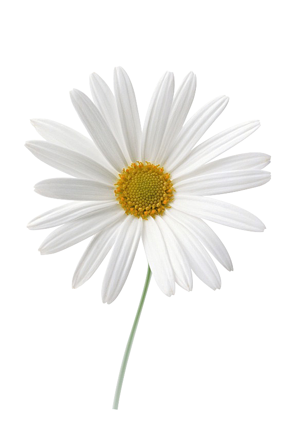 植物花雏菊PNG