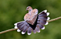 50 Examples of Animal Photography – Fubiz™