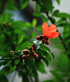 LockLee采集到植物 桃金娘科（倒挂金钟