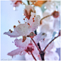 冰清玉洁的微距花卉—图片控—发现网