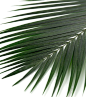 preserved-palm-leaves-natural-32-green-4.jpg (474×535)