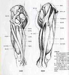 MrJOY采集到解剖