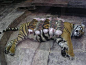 Interesting Animals / A tiger mother lost her cubs from premature labour. Shortly after she became depressed, her health declined & she was diagnosed with depression. So they wrapped up piglets in tiger cloth & gave them to the tiger. The tiger no