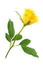 黄色玫瑰花png (5)