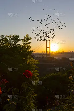 伊斯坦布尔,土耳其,数字15,七月,博斯普鲁斯大桥,垂直画幅,水,天空,7月15日烈士桥,夜晚