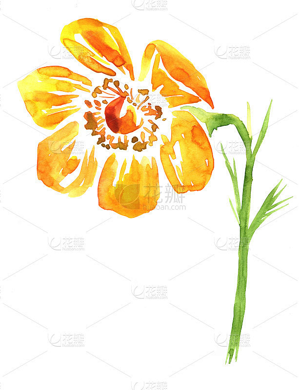 水彩绘画的花