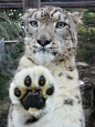 大森山动物园的雪豹，心有猛虎，暗秀肉球...给我五！ ​​​​