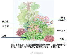 小佛爷爱手绘采集到植物造景/配置