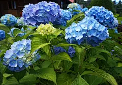 绣球花, 美丽的花朵, 花, 花园, 开花, 花卉壁纸, 花墙纸, 植物
