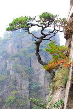 三喵采集到现实树和山石