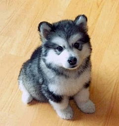 微喵酱采集到puppy