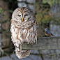Very Unobservant Owl And Nuthatch By Northern Community Radio | Cutest Paw