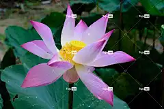 花 粉色的 花卉背景 绿色 美丽的花朵 花壁纸 花园 自然 黄色