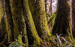 原始森林高清桌面壁纸 