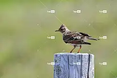 鸟 Mac壁纸 云雀 喙 壁纸4K 酷背景 4K壁纸