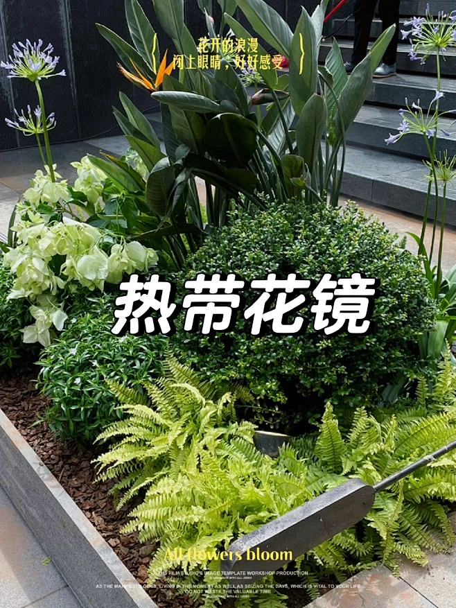 #五一五张图 #植物搭配 #景观园林 #热带植物