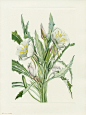 Walcott North American Wild Flower Prints 1925