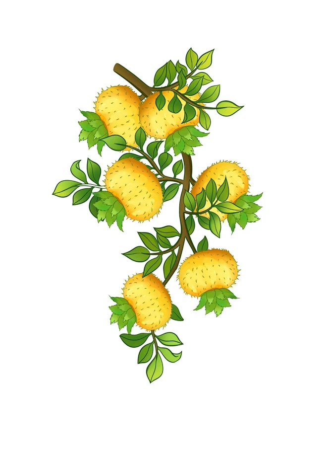 刺梨插画步骤|水果插画|一学就会 - 小红书-花瓣网