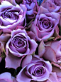 Purple roses.... | Palatial Purple