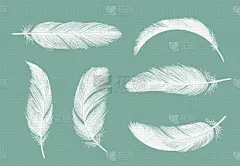 羽毛,雁属,动物毛,形状,白色,轻的,收集,飞,弯曲,失重