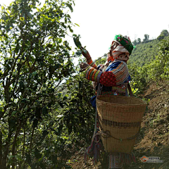 鱼多多hlu采集到茶树照片素材