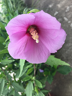 ~灵子～采集到花草