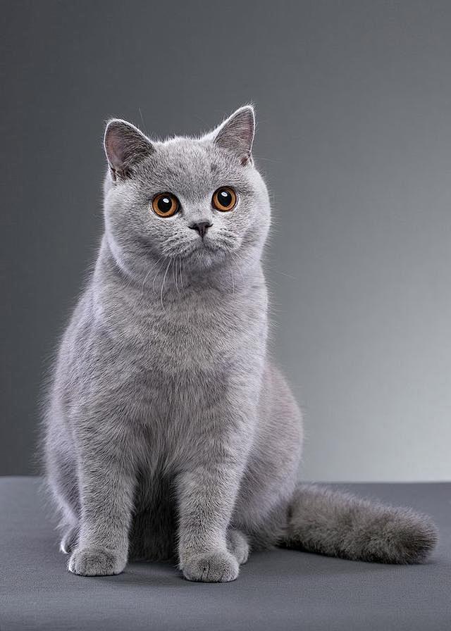 《选择说》第二期，“英国短毛猫，古老的大...