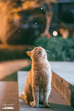 喵君柯柯妹采集到叶小猫