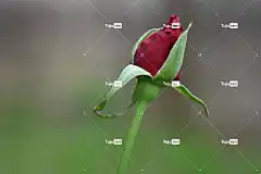 玫瑰 4K壁纸 Mac壁纸 桌面背景 玫瑰花蕾 全高清壁纸 免费壁纸