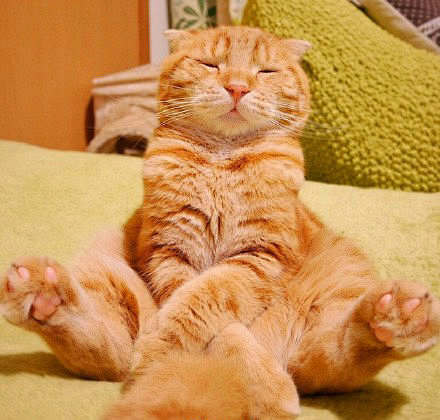 百无聊赖的猫生啊.....